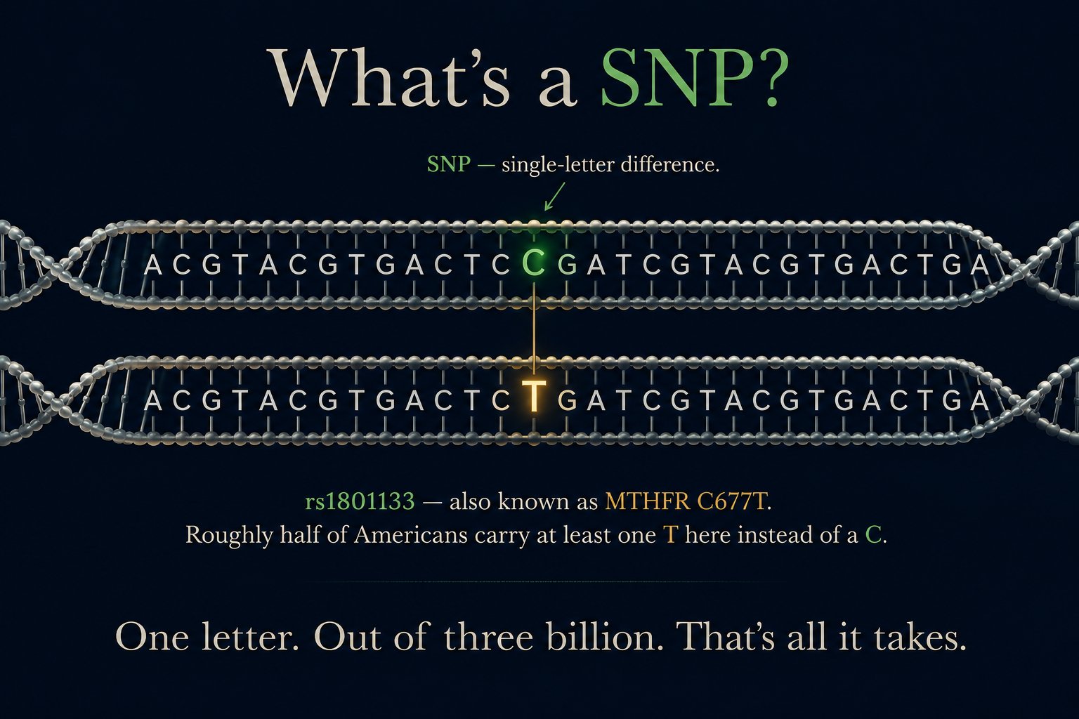 Educational teaching diagram on a deep navy background, titled 'What's a SNP?' in soft cream serif type with the word SNP set in foodZipper green. Two parallel horizontal DNA double-helix strands run across the image, both displaying the same long sequence of letters — ACGTACGTGACTC_GATCGTACGTGACTGA — in matched pairs. The two strands are nearly identical, rendered in pale gray. At one specific position near the center, the strands visibly diverge: the top strand shows a glowing green letter C and the bottom strand shows a glowing gold letter T at the same position. A small annotation arrow labeled 'SNP — single-letter difference' points to the diverging position. Below the strands, smaller text reads: 'rs1801133 — also known as MTHFR C677T. Roughly half of Americans carry at least one T here instead of a C.' Bottom caption in large clean serif: One letter. Out of three billion. That's all it takes.
